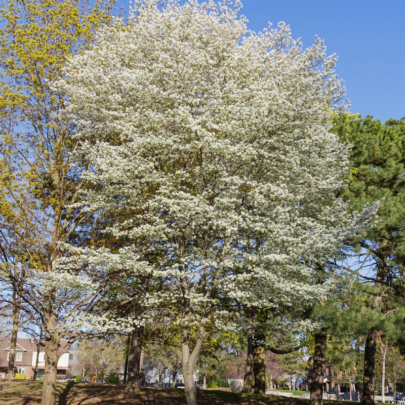 Amelanchier canadensis - Amélanchier du Canada
