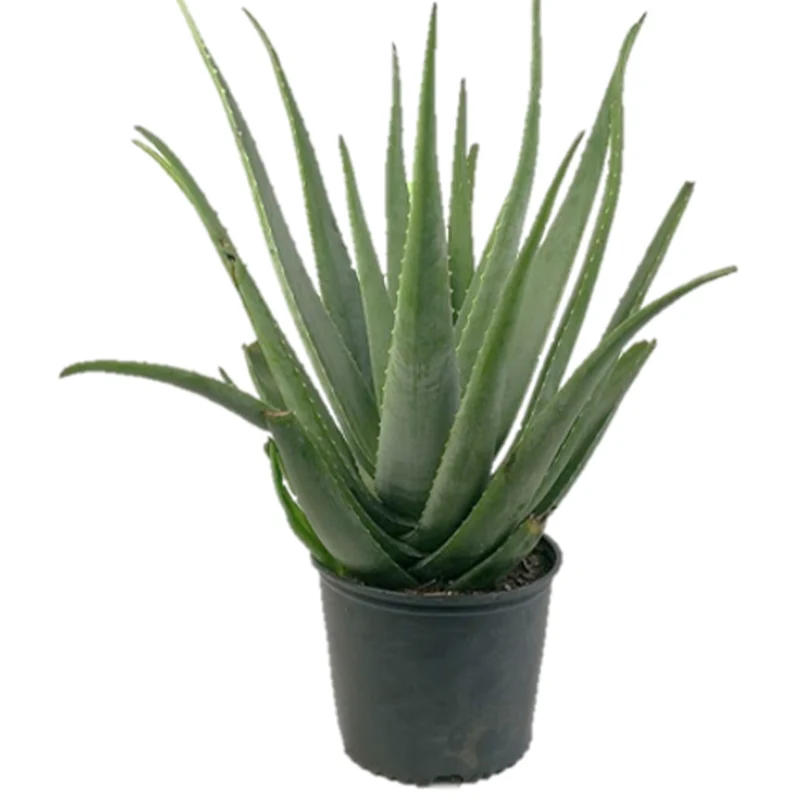 Aloès - Aloe vera