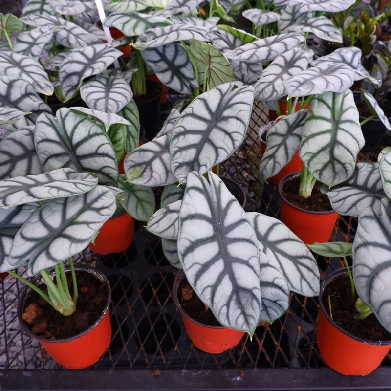 Alocasia 'Silver Dragon' - Oreille d'Éléphant 'Silver Dragon'