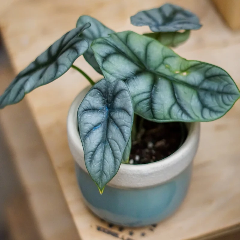 Alocasia 'Silver Dragon' - Oreille d'Éléphant 'Silver Dragon'