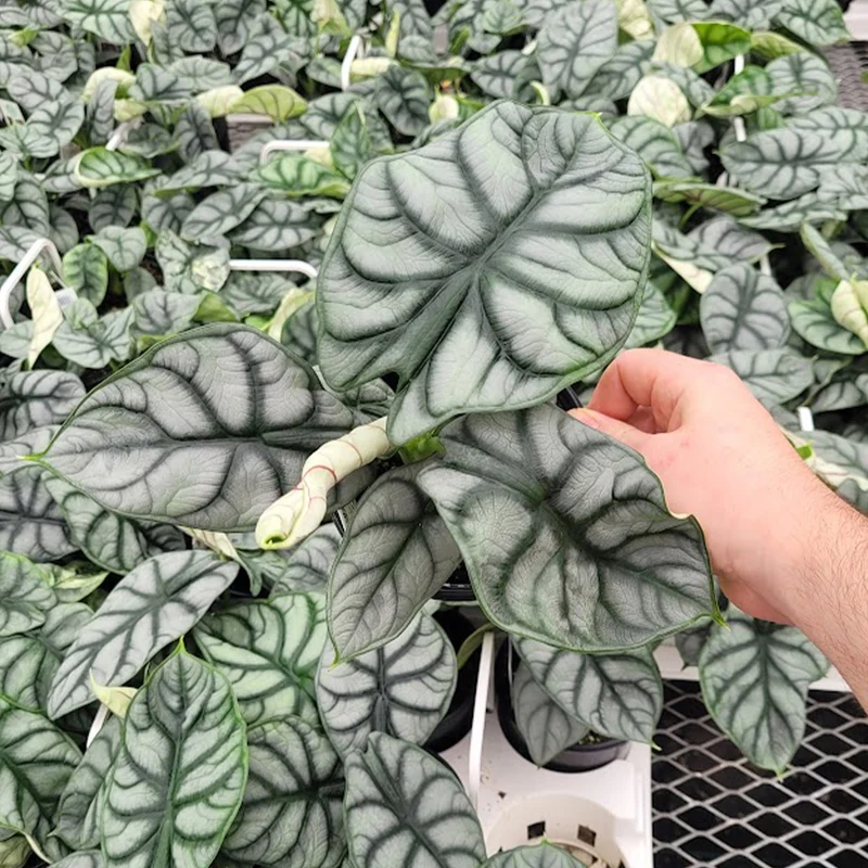 Alocasia 'Silver Dragon' - Oreille d'Éléphant 'Silver Dragon'