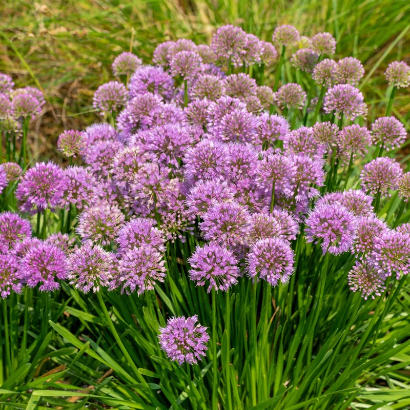 Allium 'Millenium' – Ail ornemental 'Millenium'