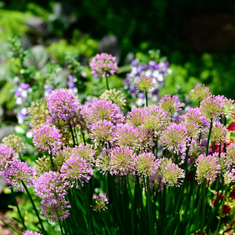 Allium 'Millenium' – Ail ornemental 'Millenium'