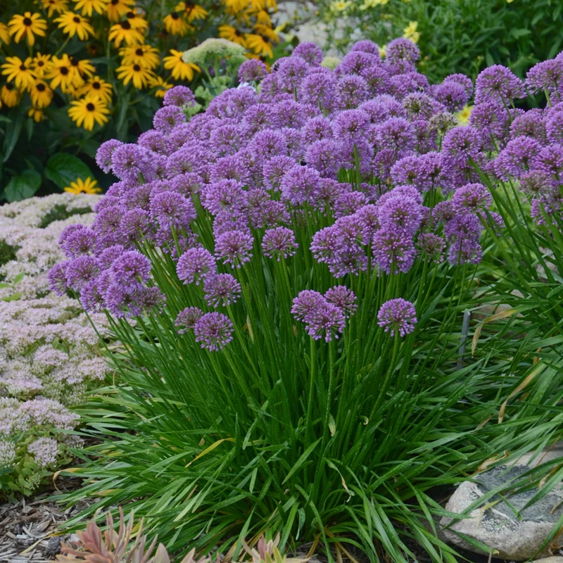 Allium 'Millenium' – Ail ornemental 'Millenium'