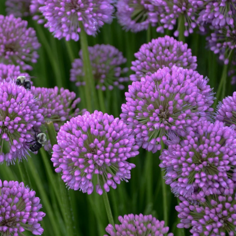 Allium 'Millenium' – Ail ornemental 'Millenium'