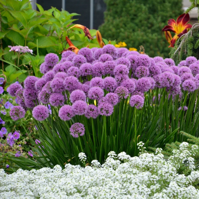 Allium 'Millenium' – Ail ornemental 'Millenium'