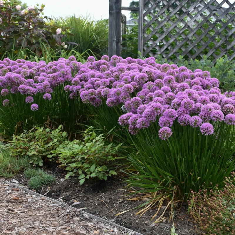 Allium 'Millenium' – Ail ornemental 'Millenium'