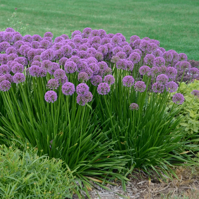 Allium 'Millenium' – Ail ornemental 'Millenium'