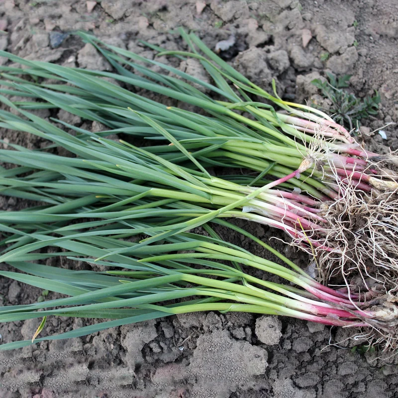Échalote de Sainte-Anne - Allium ascalonicum