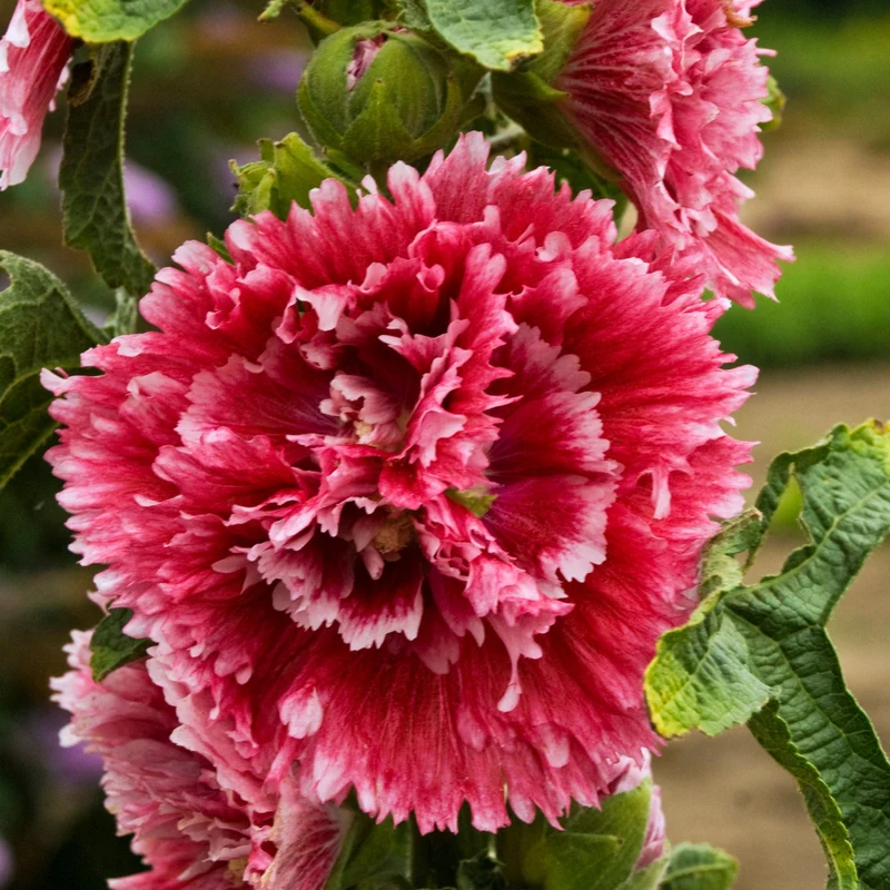 Rose-trémière 'Fiesta Time'