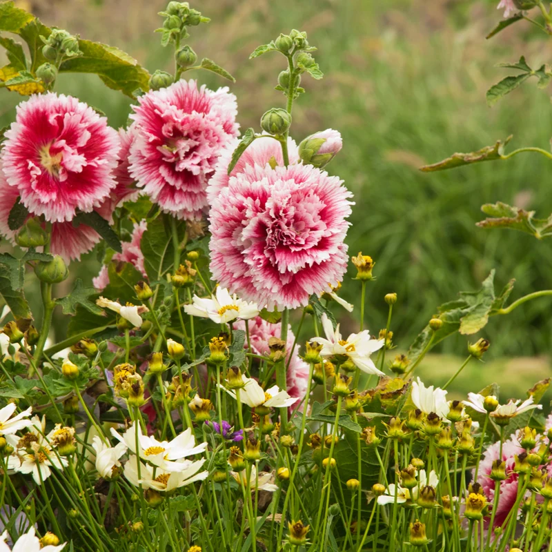 Rose-trémière 'Fiesta Time'