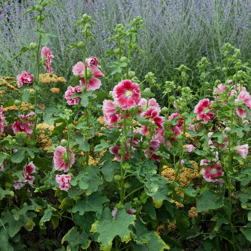 Rose-trémière 'Fiesta Time'