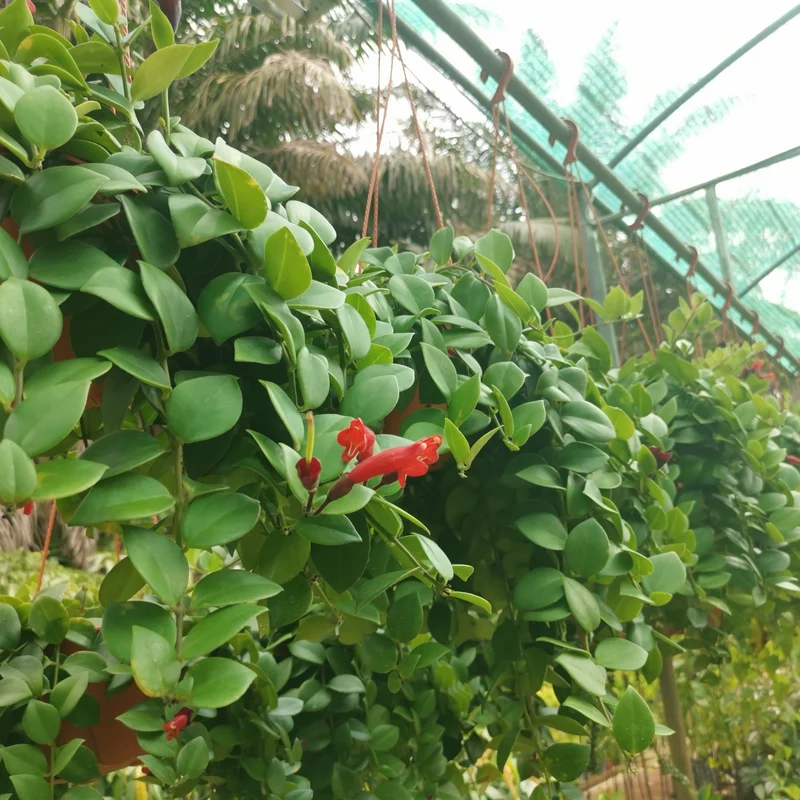 Aeschynanthus lobianus – Plante Rouge-à-lèvres