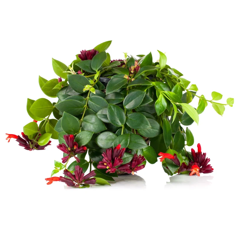Aeschynanthus lobianus – Plante Rouge-à-lèvres