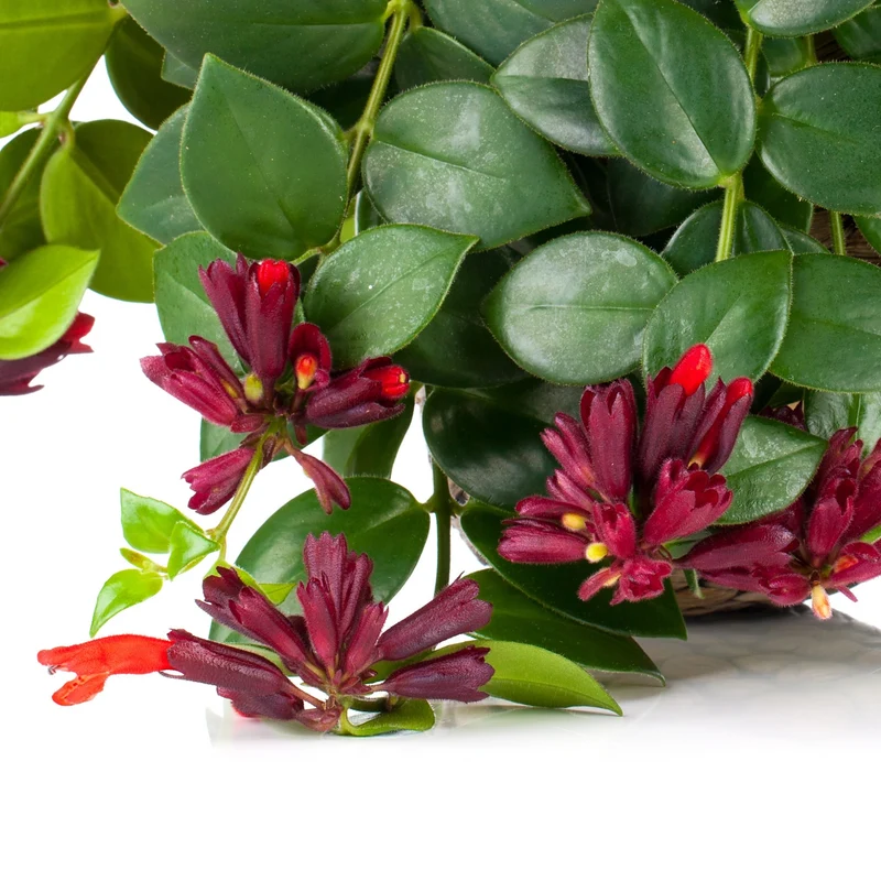 Aeschynanthus lobianus – Plante Rouge-à-lèvres