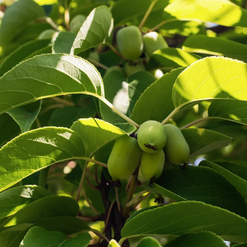 Combo Kiwi arctique 'Meader' & 'Prolific' - Actinidia arguta 'Meader' & 'Prolific'