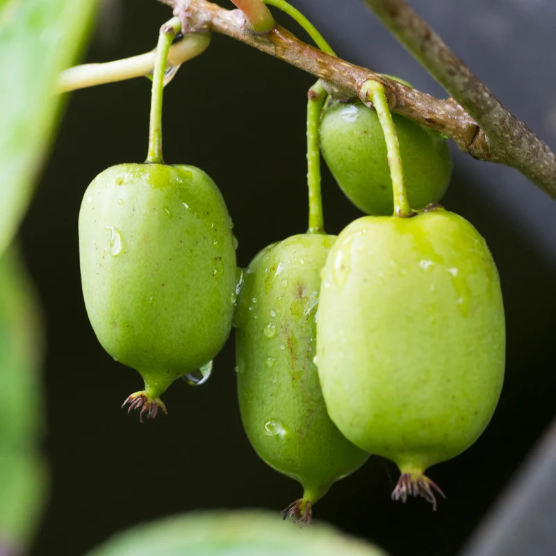 Kiwi arctique 'Issai' - Actinidia arguta 'Issai'