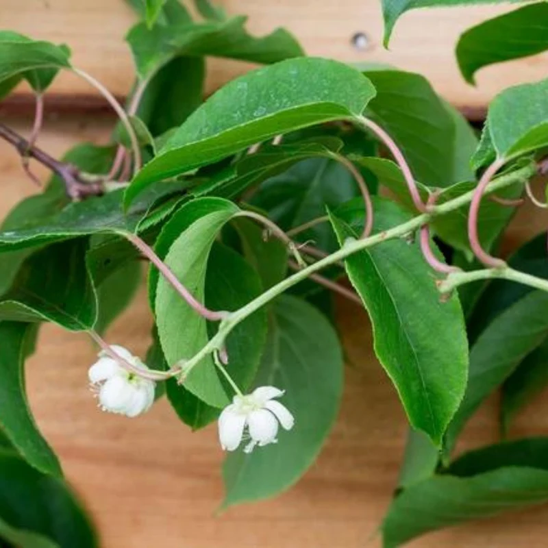 Kiwi arctique 'Issai' - Actinidia arguta 'Issai'