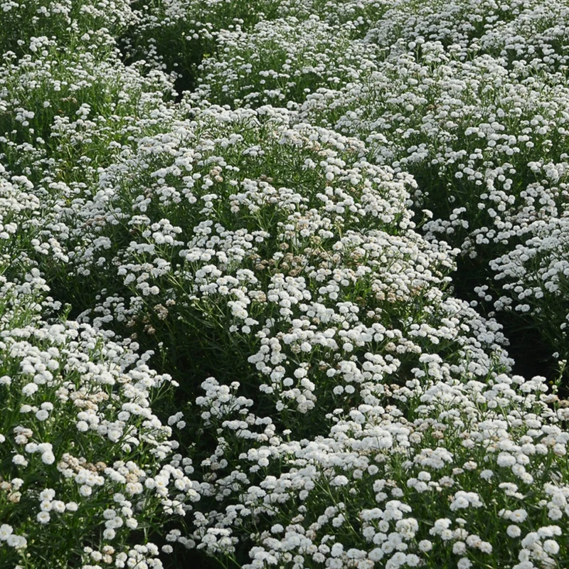 Achillea ptarmica 'Peter Cottontail' - Herbe à dinde PETER COTTONTAIL®