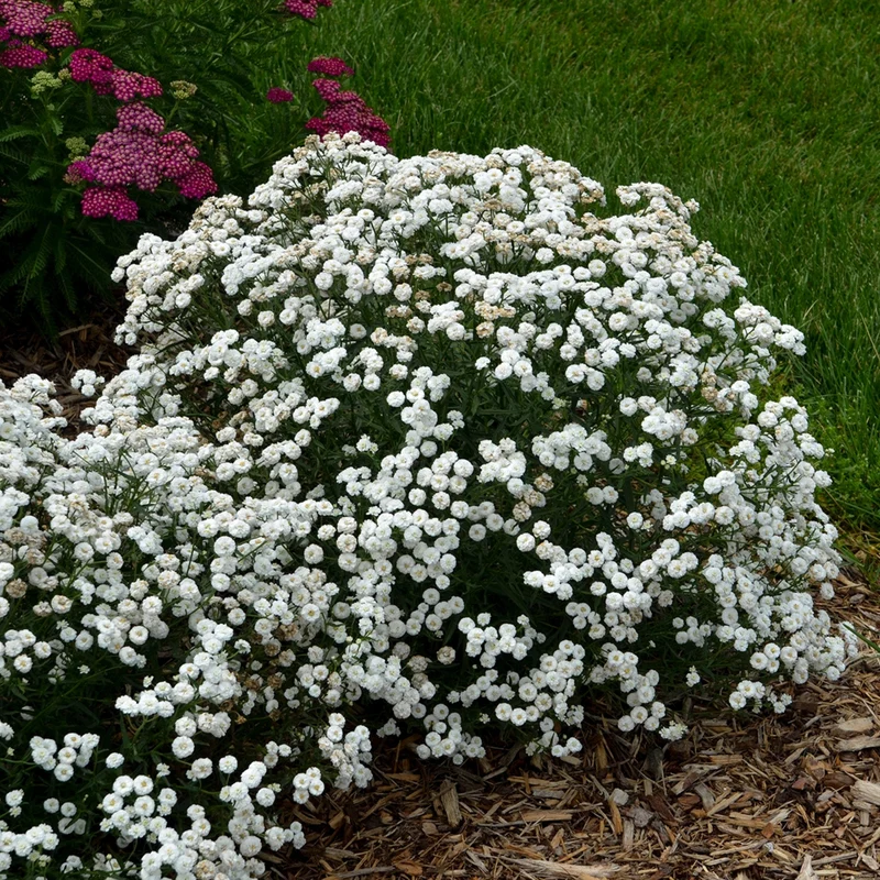 Achillea ptarmica 'Peter Cottontail' - Herbe à dinde PETER COTTONTAIL®