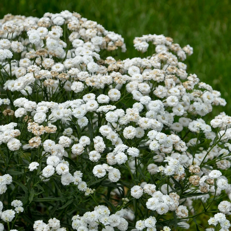 Achillea ptarmica 'Peter Cottontail' - Herbe à dinde PETER COTTONTAIL®