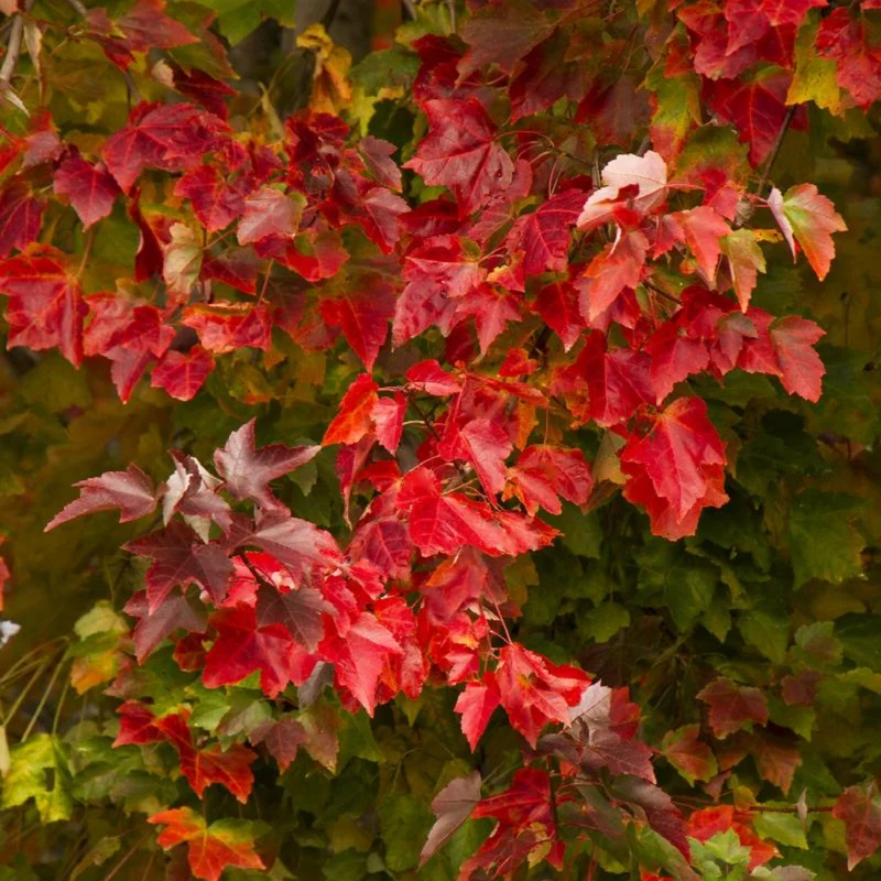Érable rouge 'Red Sunset'