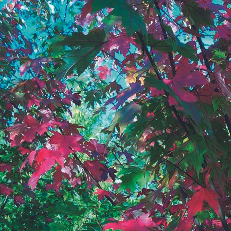 Acer rubrum 'Armstrong - Érable rouge 'Armstrong'