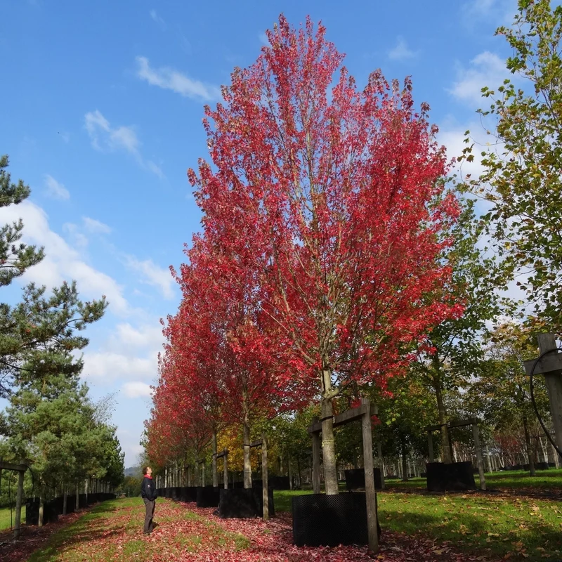 Acer rubrum 'Armstrong - Érable rouge 'Armstrong'