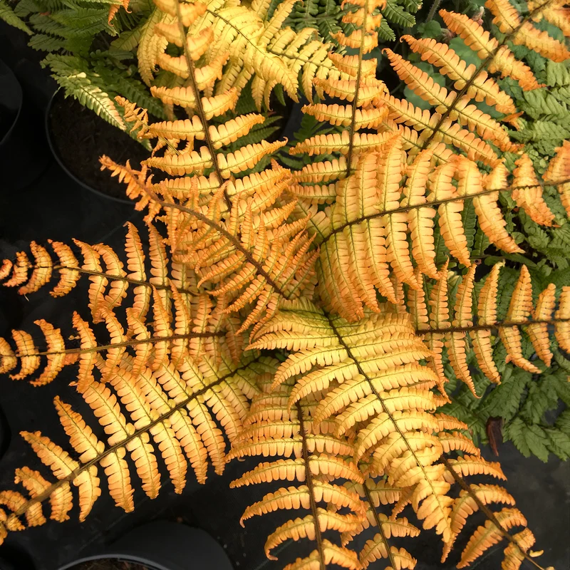 Fougère Jurassic Gold