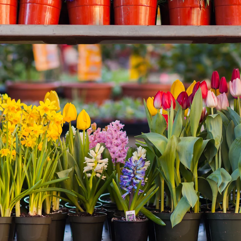 Bulbes de printemps en fleurs