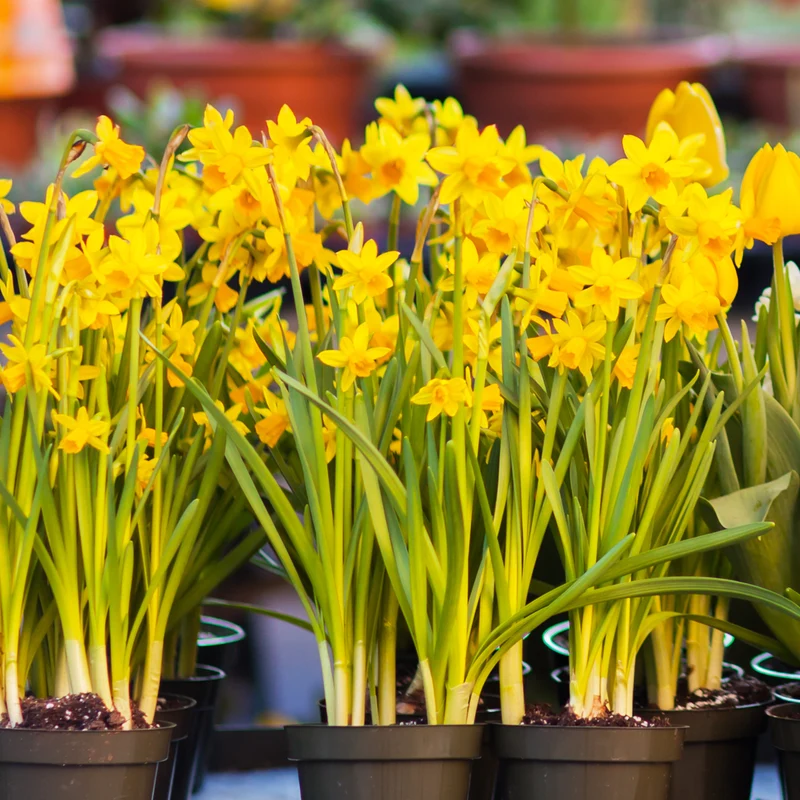 Bulbes de printemps en fleurs