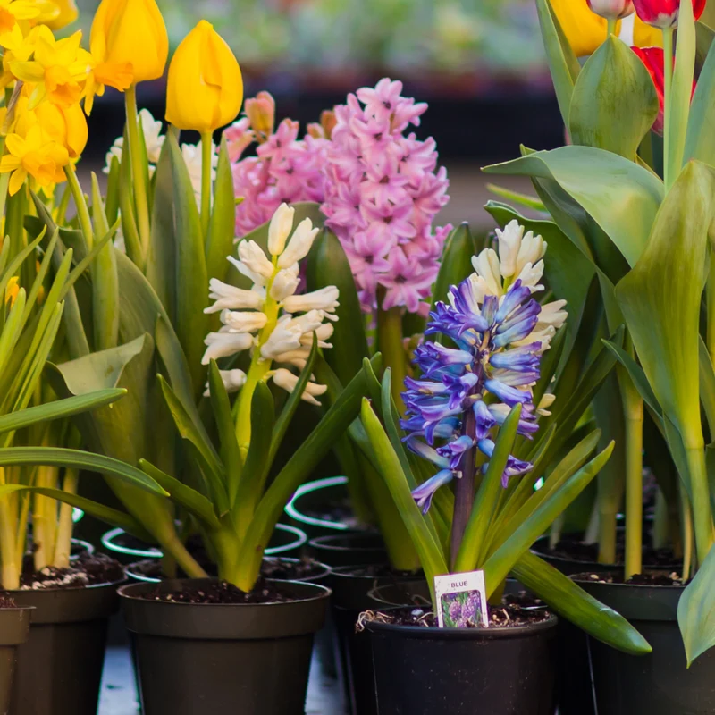 Bulbes de printemps en fleurs