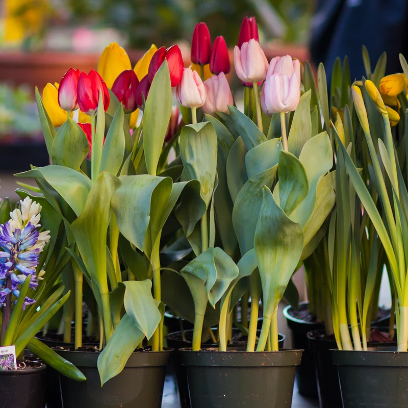 Bulbes de printemps en fleurs