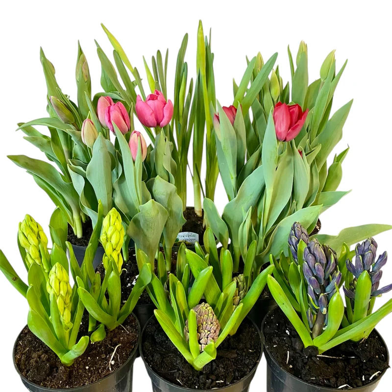 Bulbes de printemps en fleurs