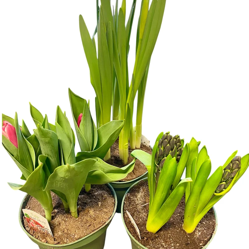 Bulbes de printemps en fleurs