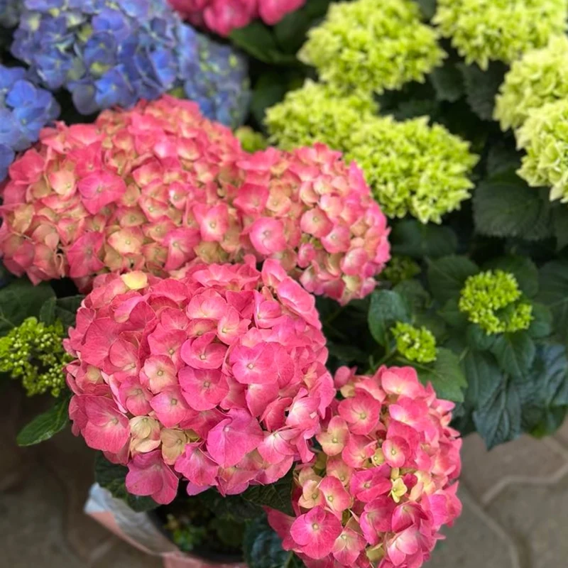 Hydrangée de Pâques (Hortensia de Pâques)