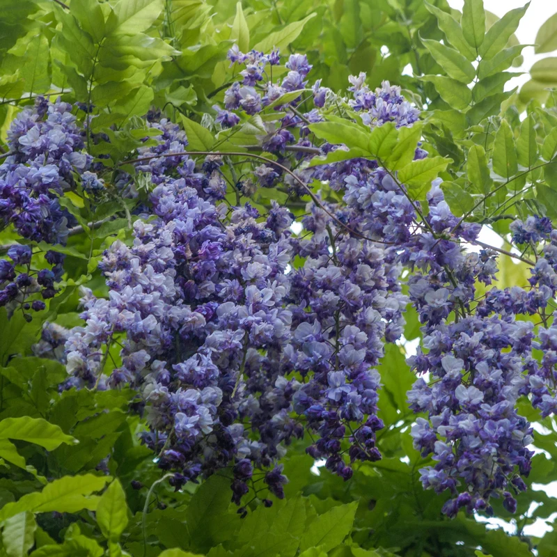Wisteria macrostachya 'Blue Moon' – Glycine 'Blue Moon