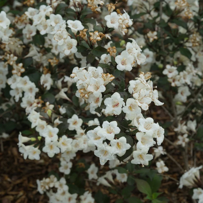 Weigela WINE & SPIRITS®