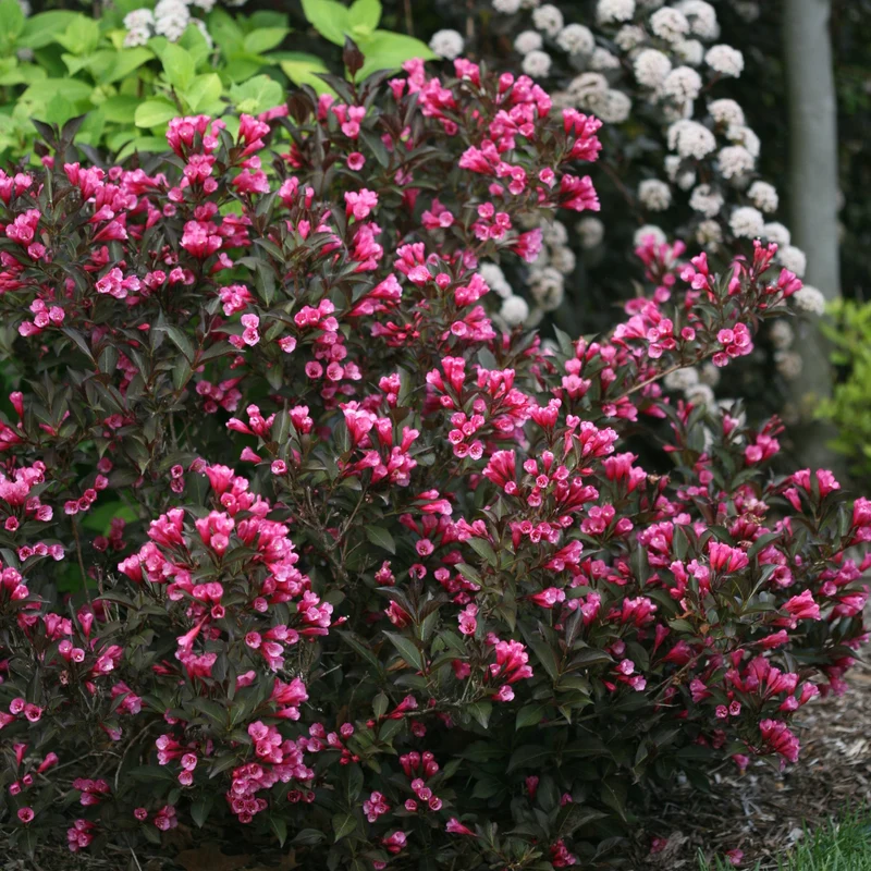 Weigela florida Wine & Roses® 'Alexandra' – Weigela 'Wine & Roses'