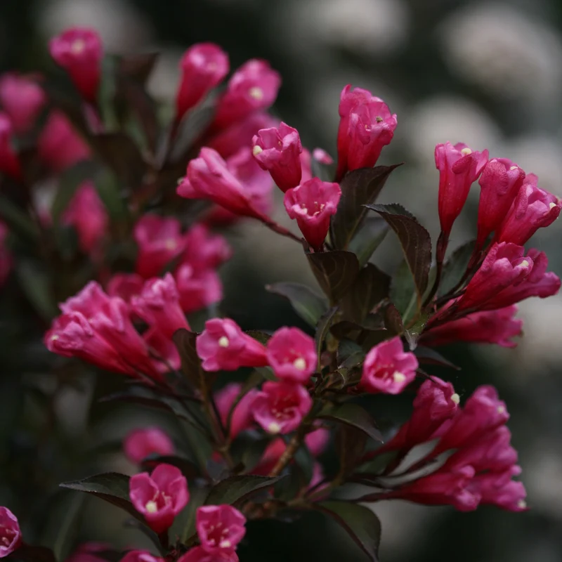 Weigela florida Wine & Roses® 'Alexandra' – Weigela 'Wine & Roses'