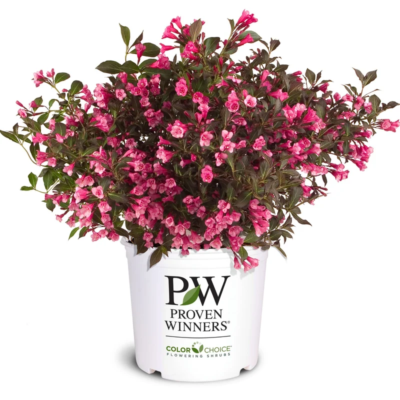 Weigela florida Wine & Roses® 'Alexandra' – Weigela 'Wine & Roses'