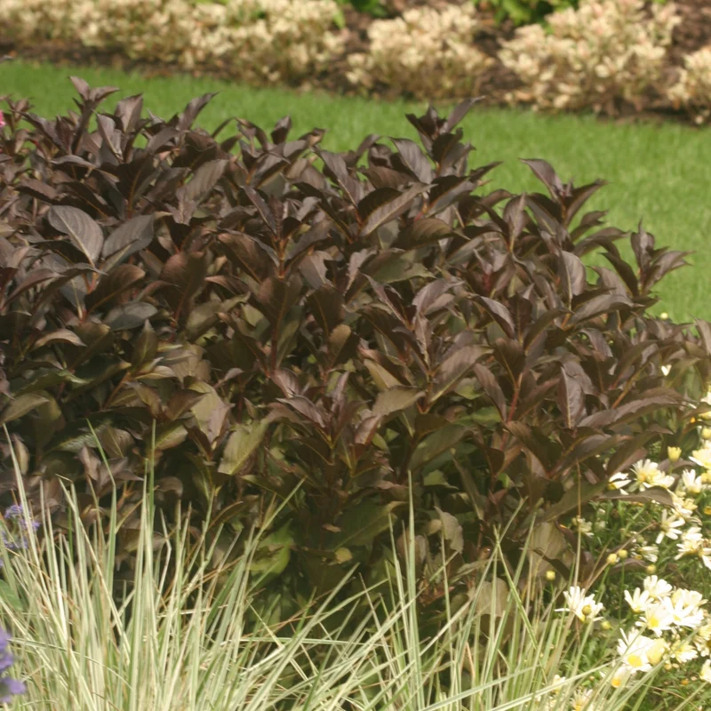 Weigela florida Wine & Roses® 'Alexandra' – Weigela 'Wine & Roses'