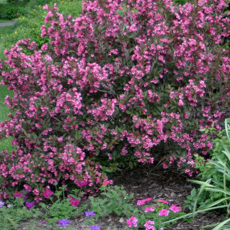 Weigela florida Wine & Roses® 'Alexandra' – Weigela 'Wine & Roses'
