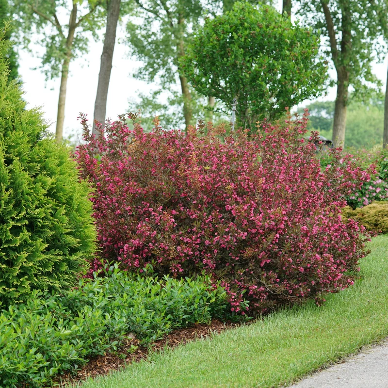 Weigela florida Wine & Roses® 'Alexandra' – Weigela 'Wine & Roses'