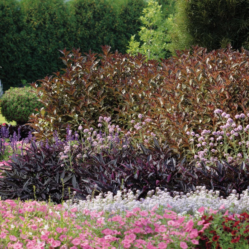 Weigela florida Wine & Roses® 'Alexandra' – Weigela 'Wine & Roses'