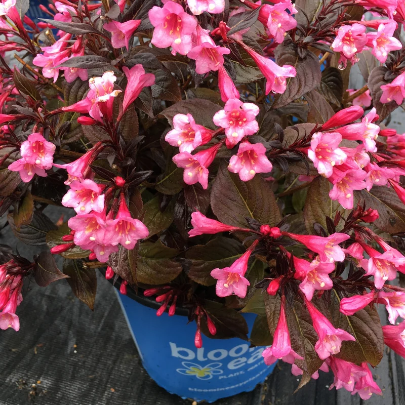 Weigela STUNNER®