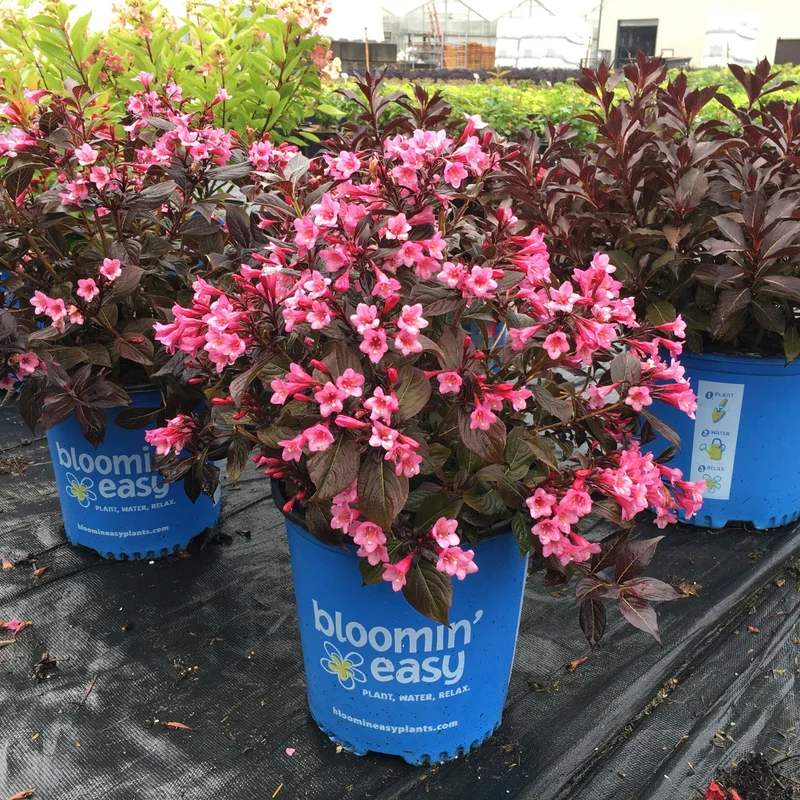 Weigela STUNNER®