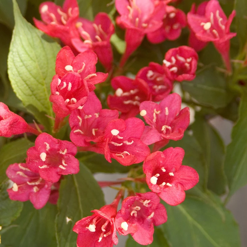 Weigela 'Red Prince'