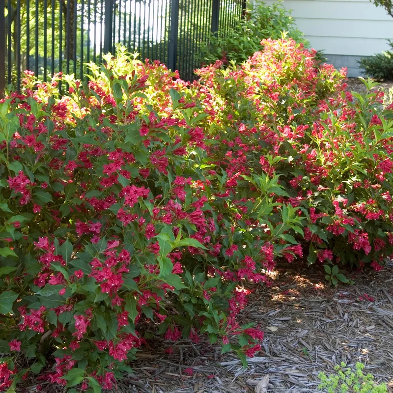 Weigela 'Red Prince'