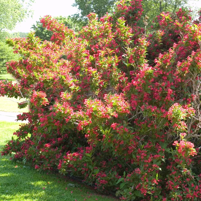 Weigela 'Red Prince'